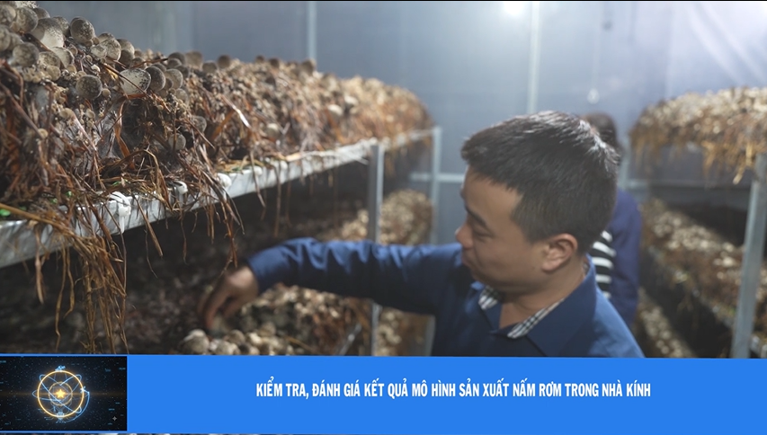 Kiểm tra, đánh giá kết quả mô hình sản xuất nấm rơm trong nhà kính
